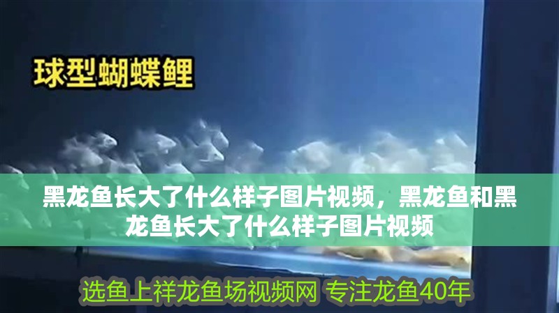 黑龍魚長大了什么樣子圖片視頻，黑龍魚和黑龍魚長大了什么樣子圖片視頻