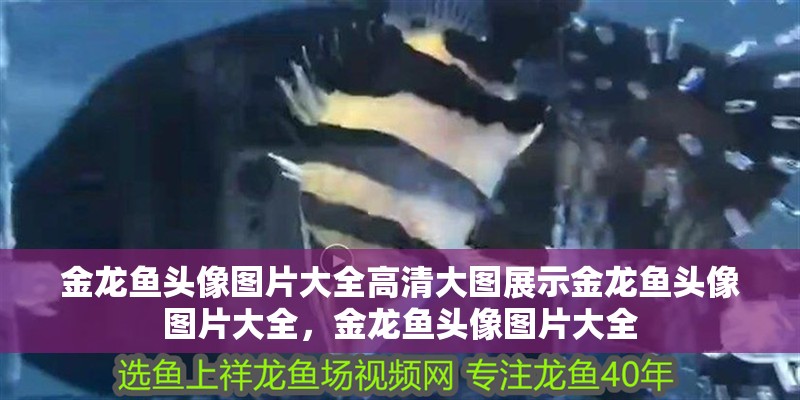 金龍魚頭像圖片大全高清大圖展示金龍魚頭像圖片大全，金龍魚頭像圖片大全