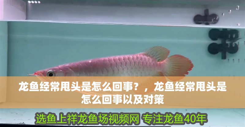龍魚經常甩頭是怎么回事？，龍魚經常甩頭是怎么回事以及對策 龍魚經常甩頭是怎么回事？，龍魚經常甩頭是怎么回事以及對策 觀賞魚百科 第2張