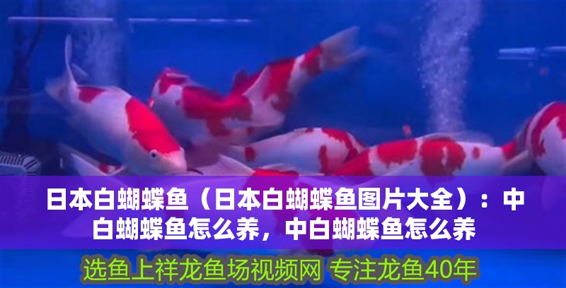 日本白蝴蝶魚（日本白蝴蝶魚圖片大全）：中白蝴蝶魚怎么養，中白蝴蝶魚怎么養
