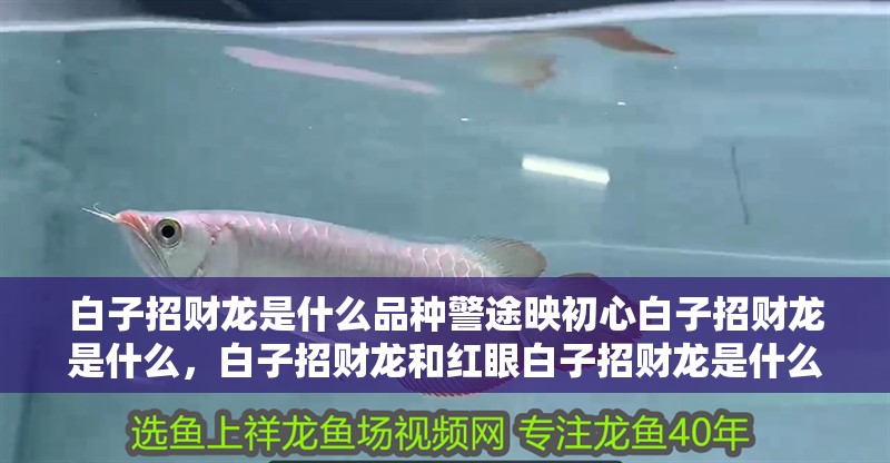 白子招財龍是什么品種警途映初心白子招財龍是什么，白子招財龍和紅眼白子招財龍是什么品種警途映初心