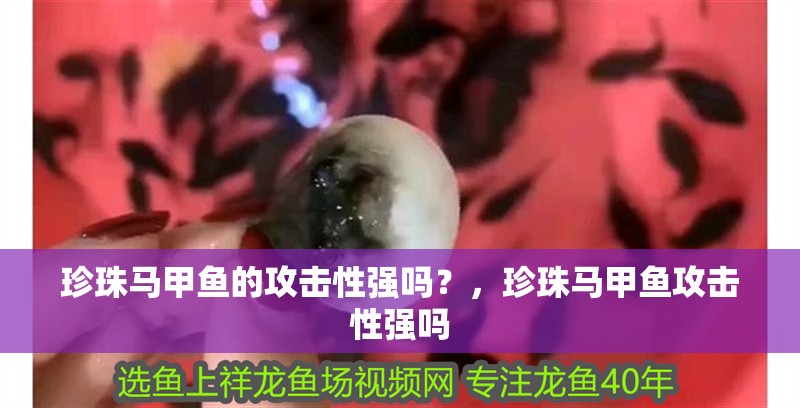 珍珠馬甲魚的攻擊性強嗎？，珍珠馬甲魚攻擊性強嗎 珍珠馬甲魚的攻擊性強嗎？，珍珠馬甲魚攻擊性強嗎 觀賞魚百科 第2張