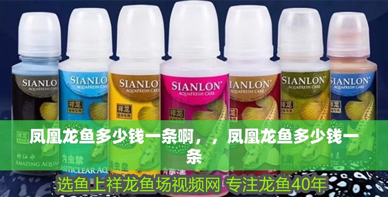 鳳凰龍魚多少錢一條啊，，鳳凰龍魚多少錢一條