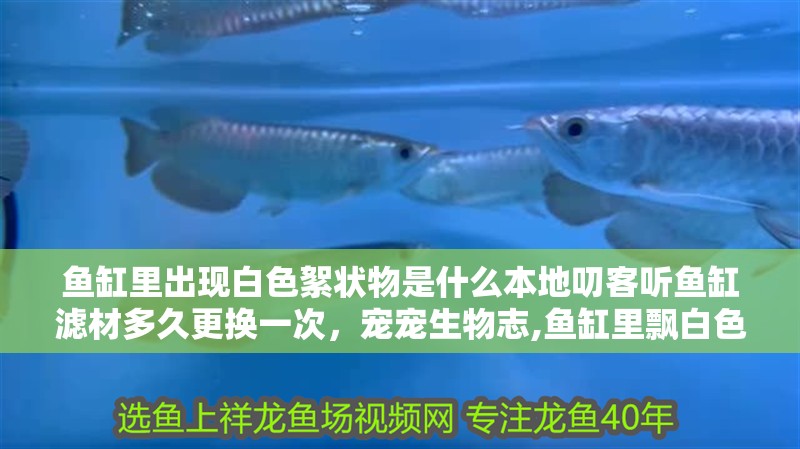 魚缸里出現(xiàn)白色絮狀物是什么本地叨客聽魚缸濾材多久更換一次，寵寵生物志,魚缸里飄白色絮狀物別慌,3個(gè)原因+4步解決,2天恢復(fù)清澈