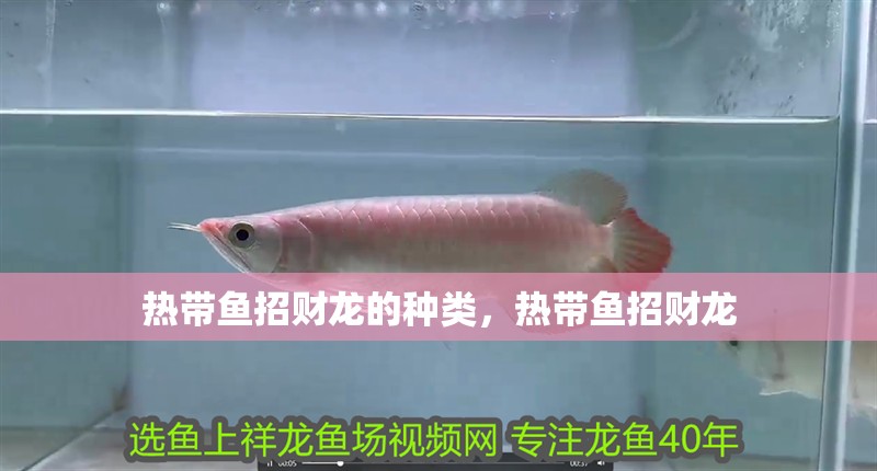 熱帶魚(yú)招財(cái)龍的種類(lèi)，熱帶魚(yú)招財(cái)龍