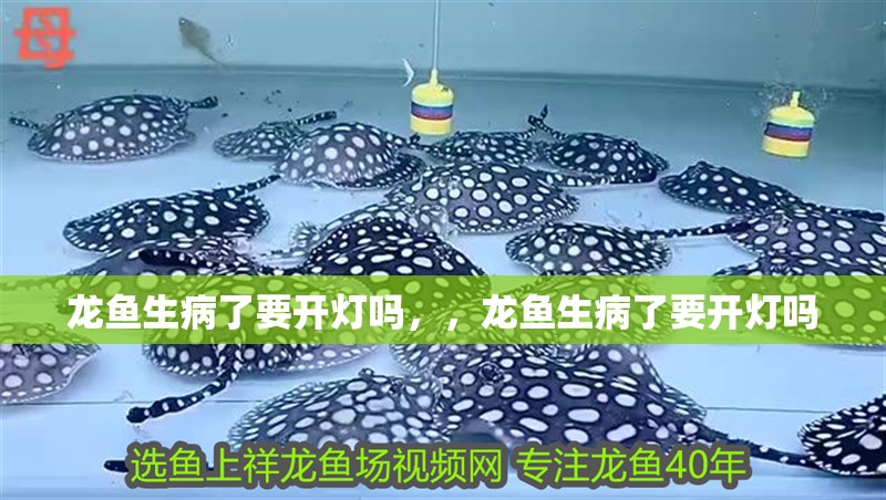 龍魚生病了要開燈嗎，，龍魚生病了要開燈嗎