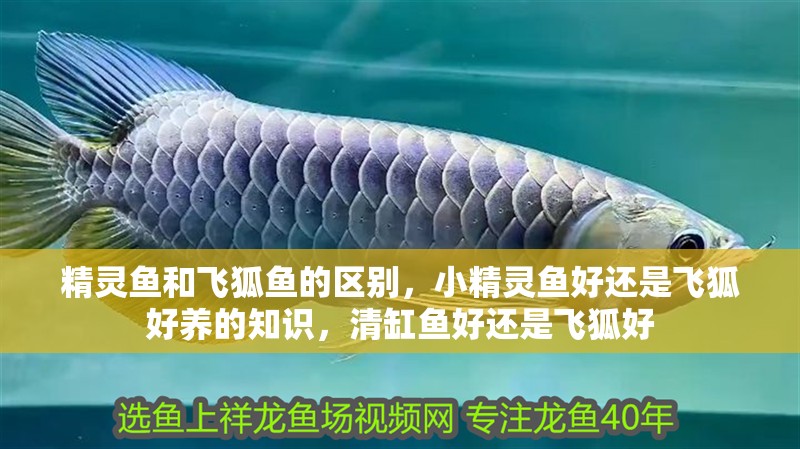 精靈魚和飛狐魚的區(qū)別，小精靈魚好還是飛狐好養(yǎng)的知識，清缸魚好還是飛狐好