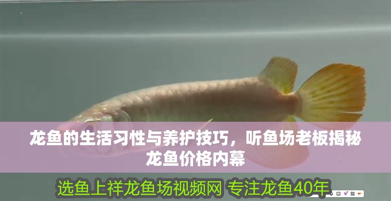 龍魚的生活習性與養護技巧，聽魚場老板揭秘龍魚價格內幕 龍魚的生活習性與養護技巧，聽魚場老板揭秘龍魚價格內幕 觀賞魚百科 第9張