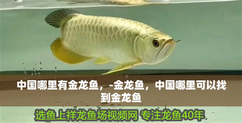 中國哪里有金龍魚，-金龍魚，中國哪里可以找到金龍魚 中國哪里有金龍魚，-金龍魚，中國哪里可以找到金龍魚 觀賞魚百科 第2張