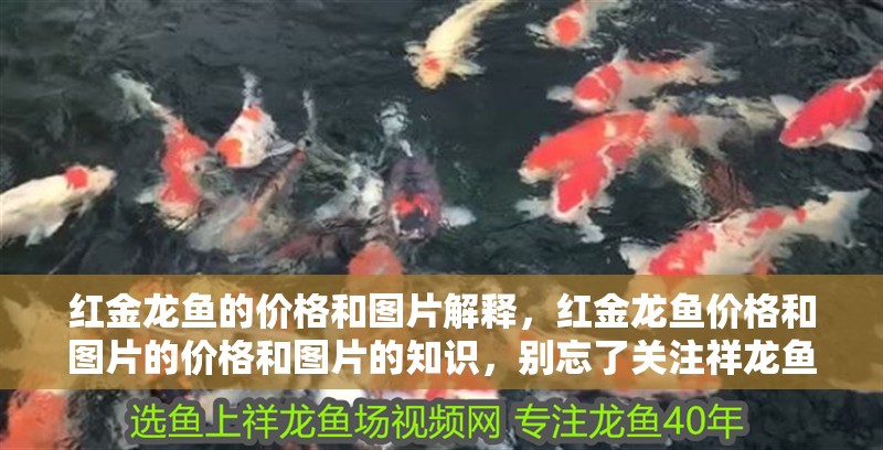 紅金龍魚(yú)的價(jià)格和圖片解釋，紅金龍魚(yú)價(jià)格和圖片的價(jià)格和圖片的知識(shí)，別忘了關(guān)注祥龍魚(yú)場(chǎng)哦
