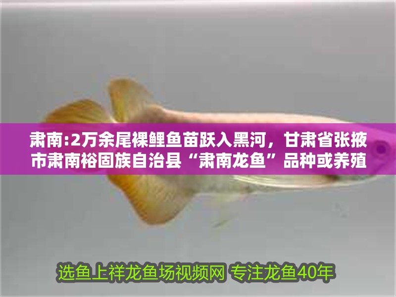 肅南:2萬余尾裸鯉魚苗躍入黑河，甘肅省張掖市肅南裕固族自治縣“肅南龍魚”品種或養(yǎng)殖項目 肅南:2萬余尾裸鯉魚苗躍入黑河，甘肅省張掖市肅南裕固族自治縣“肅南龍魚”品種或養(yǎng)殖項目 觀賞魚百科 第5張