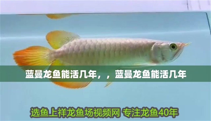 藍(lán)曼龍魚能活幾年，，藍(lán)曼龍魚能活幾年
