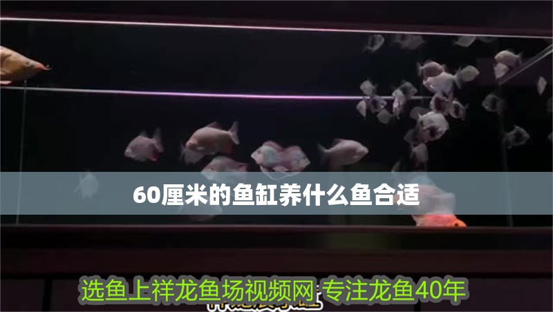 60厘米的魚缸養(yǎng)什么魚合適