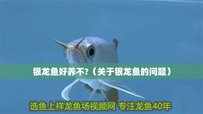 銀龍魚好養不?（關于銀龍魚的問題）