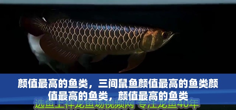 顏值最高的魚類，三間鼠魚顏值最高的魚類顏值最高的魚類，顏值最高的魚類