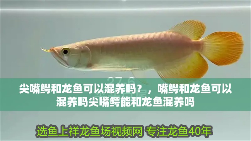 尖嘴鱷和龍魚可以混養嗎？，嘴鱷和龍魚可以混養嗎尖嘴鱷能和龍魚混養嗎