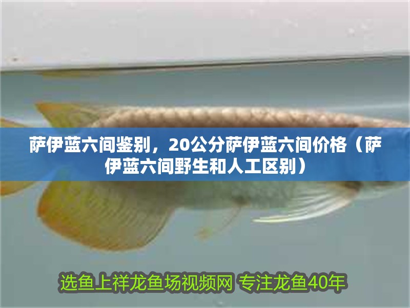薩伊藍六間鑒別，20公分薩伊藍六間價格（薩伊藍六間野生和人工區別）