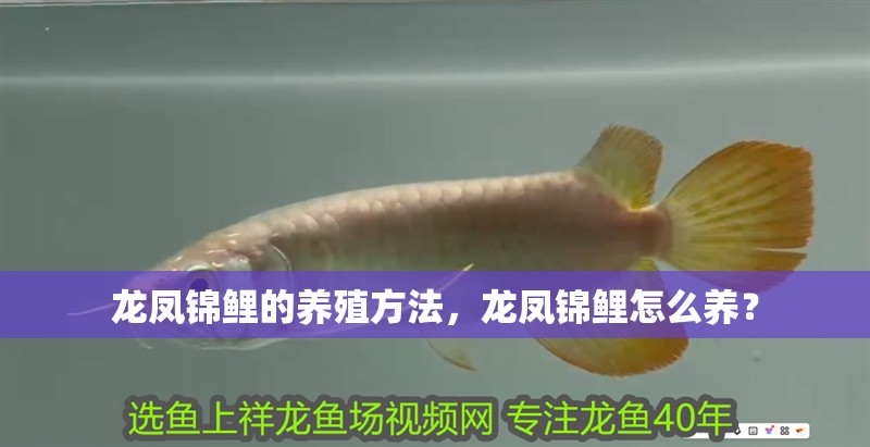 龍鳳錦鯉的養(yǎng)殖方法，龍鳳錦鯉怎么養(yǎng)？