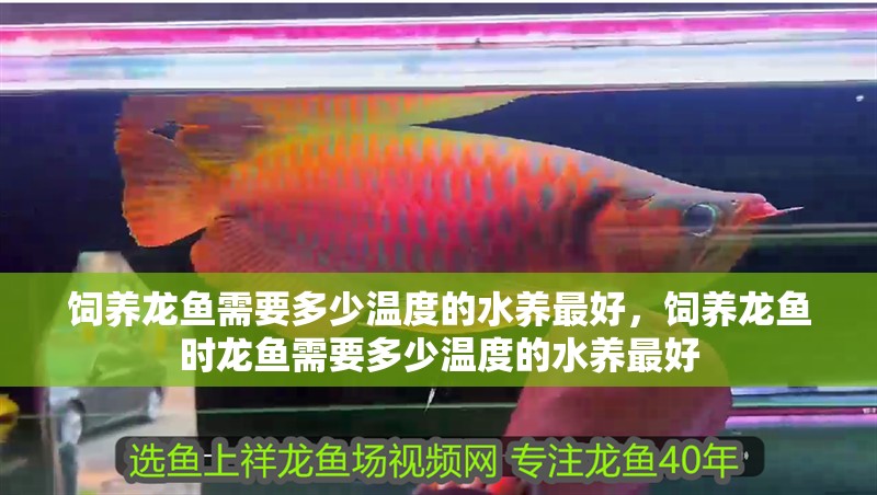 飼養(yǎng)龍魚需要多少溫度的水養(yǎng)最好，飼養(yǎng)龍魚時龍魚需要多少溫度的水養(yǎng)最好