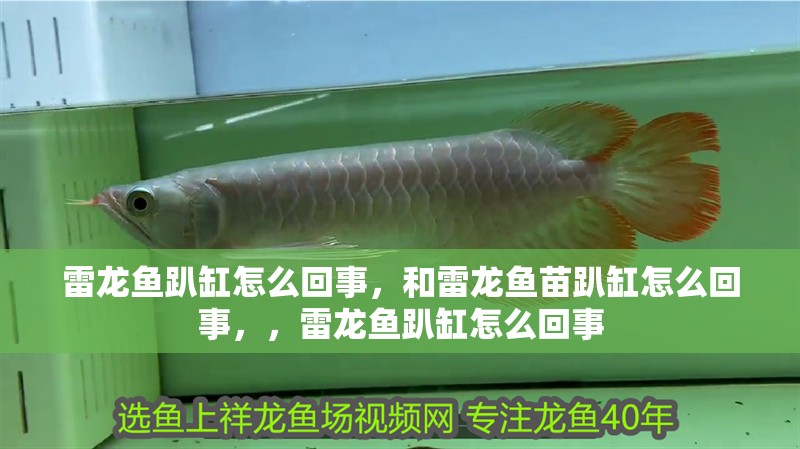 雷龍魚趴缸怎么回事，和雷龍魚苗趴缸怎么回事，，雷龍魚趴缸怎么回事