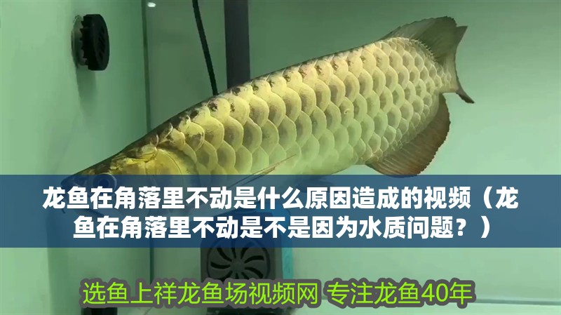 龍魚在角落里不動(dòng)是什么原因造成的視頻（龍魚在角落里不動(dòng)是不是因?yàn)樗|(zhì)問(wèn)題？）