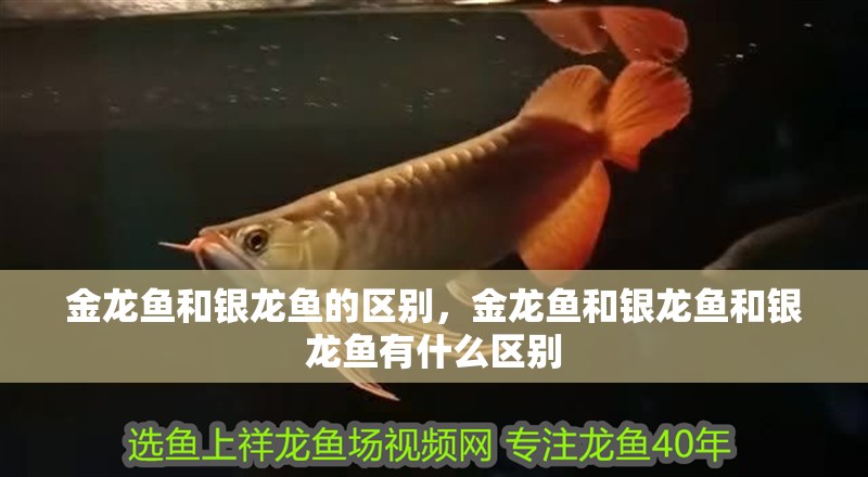 金龍魚和銀龍魚的區別，金龍魚和銀龍魚和銀龍魚有什么區別