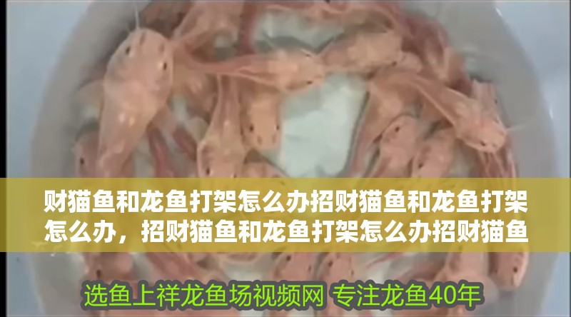 財貓魚和龍魚打架怎么辦招財貓魚和龍魚打架怎么辦,招財貓魚和龍魚打架怎么辦招財貓魚和龍魚打架怎么辦 觀賞魚百科 第2張 財貓魚和龍魚打架怎么辦招財貓魚和龍魚打架怎么辦,招財貓魚和龍魚打架怎么辦招財貓魚和龍魚打架怎么辦 財貓魚和龍魚打架怎么辦招財貓魚和龍魚打架怎么辦,招財貓魚和龍魚打架怎么辦招財貓魚和龍魚打架怎么辦 觀賞魚百科 第2張