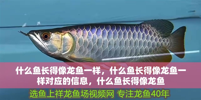 什么魚長得像龍魚一樣，什么魚長得像龍魚一樣對應(yīng)的信息，什么魚長得像龍魚