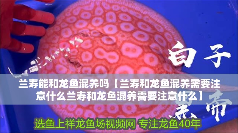 龍魚干蝦有營養嗎 蘭壽能和龍魚混養嗎【蘭壽和龍魚混養需要注意什么蘭壽和龍魚混養需要注意什么】 觀賞魚百科 蘭壽能和龍魚混養嗎【蘭壽和龍魚混養需要注意什么蘭壽和龍魚混養需要注意什么】 蘭壽能和龍魚混養嗎【蘭壽和龍魚混養需要注意什么蘭壽和龍魚混養需要注意什么】 觀賞魚百科