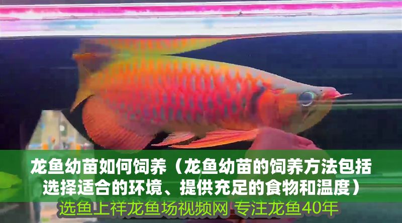 龍魚幼苗如何飼養(yǎng)（龍魚幼苗的飼養(yǎng)方法包括選擇適合的環(huán)境、提供充足的食物和溫度）