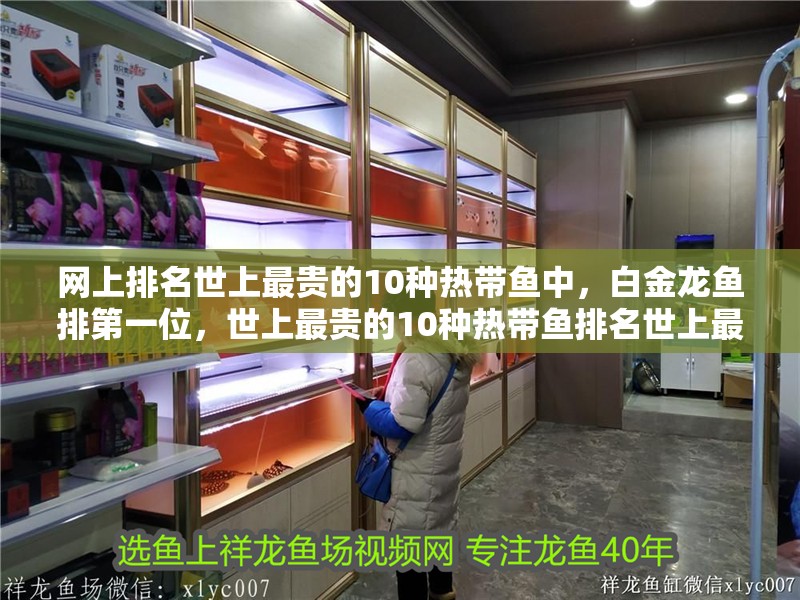 網上排名世上最貴的10種熱帶魚中，白金龍魚排第一位，世上最貴的10種熱帶魚排名世上最貴的10種熱帶魚中，白金龍魚第一 網上排名世上最貴的10種熱帶魚中，白金龍魚排第一位，世上最貴的10種熱帶魚排名世上最貴的10種熱帶魚中，白金龍魚第一 觀賞魚百科 第2張