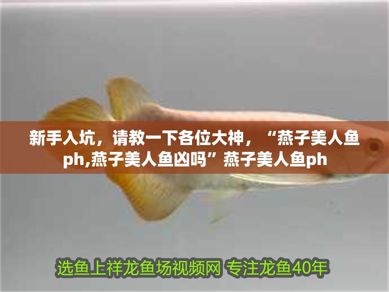新手入坑，請教一下各位大神，“燕子美人魚ph,燕子美人魚兇嗎”燕子美人魚ph