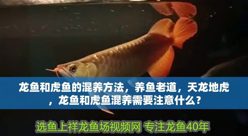 龍魚和虎魚的混養方法，養魚老道，天龍地虎，龍魚和虎魚混養需要注意什么？