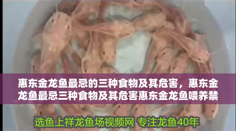 惠東金龍魚最忌的三種食物及其危害，惠東金龍魚最忌三種食物及其危害惠東金龍魚喂養(yǎng)禁忌