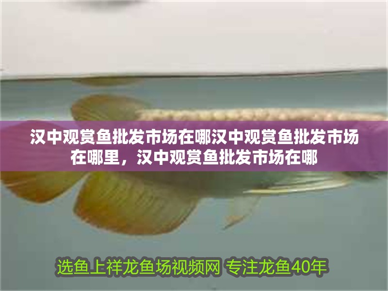 漢中觀賞魚批發市場在哪漢中觀賞魚批發市場在哪里，漢中觀賞魚批發市場在哪