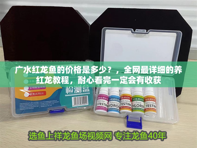 廣水紅龍魚的價(jià)格是多少？，全網(wǎng)最詳細(xì)的養(yǎng)紅龍教程，耐心看完一定會(huì)有收獲