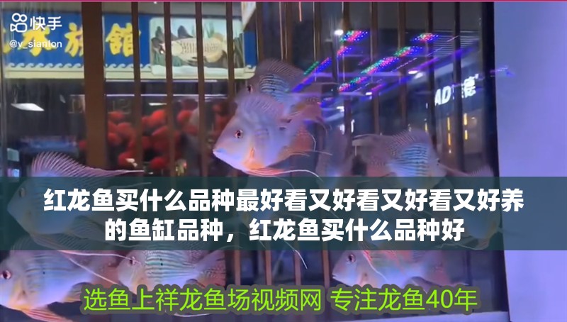 紅龍魚買什么品種最好看又好看又好看又好養的魚缸品種，紅龍魚買什么品種好