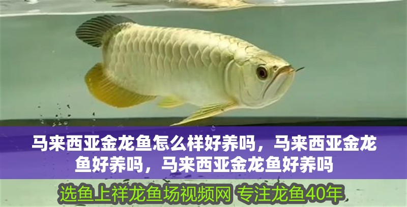 馬來西亞金龍魚怎么樣好養(yǎng)嗎，馬來西亞金龍魚好養(yǎng)嗎，馬來西亞金龍魚好養(yǎng)嗎