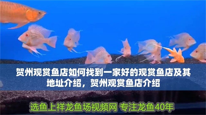 賀州觀賞魚店如何找到一家好的觀賞魚店及其地址介紹，賀州觀賞魚店介紹