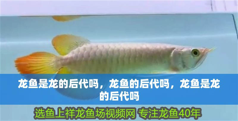 龍魚是龍的后代嗎，龍魚的后代嗎，龍魚是龍的后代嗎 龍魚是龍的后代嗎，龍魚的后代嗎，龍魚是龍的后代嗎 觀賞魚百科