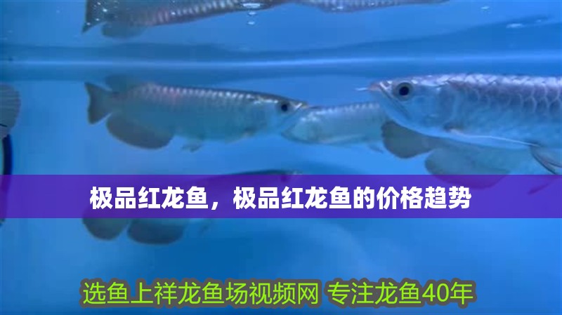 極品紅龍魚，極品紅龍魚的價格趨勢