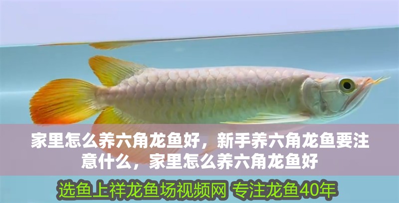家里怎么養六角龍魚好，新手養六角龍魚要注意什么，家里怎么養六角龍魚好