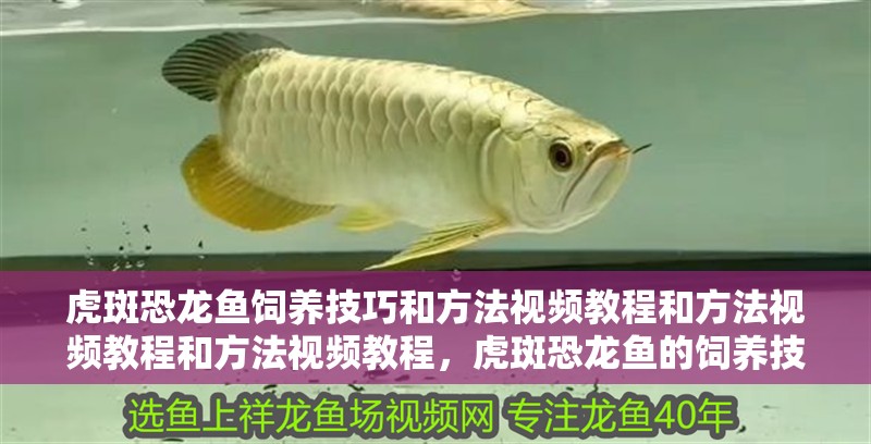 虎斑恐龍魚飼養技巧和方法視頻教程和方法視頻教程和方法視頻教程，虎斑恐龍魚的飼養技巧