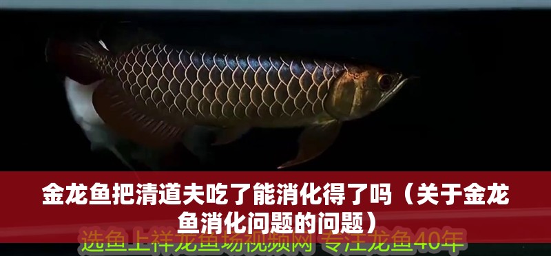 金龍魚把清道夫吃了能消化得了嗎（關(guān)于金龍魚消化問題的問題） 金龍魚把清道夫吃了能消化得了嗎（關(guān)于金龍魚消化問題的問題） 觀賞魚百科 第2張