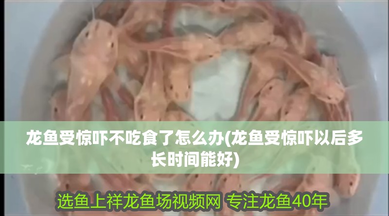 龍魚受驚嚇不吃食了怎么辦(龍魚受驚嚇以后多長時間能好)