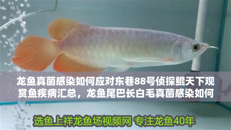 龍魚真菌感染如何應對東巷88號偵探鯤天下觀賞魚疾病匯總，龍魚尾巴長白毛真菌感染如何應對