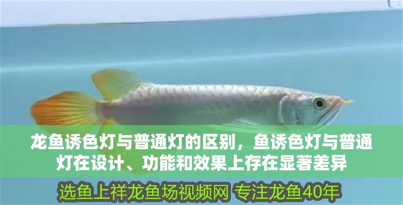 龍魚誘色燈與普通燈的區(qū)別，魚誘色燈與普通燈在設(shè)計(jì)、功能和效果上存在顯著差異