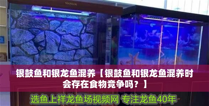 銀鼓魚和銀龍魚混養【銀鼓魚和銀龍魚混養時會存在食物競爭嗎？】
