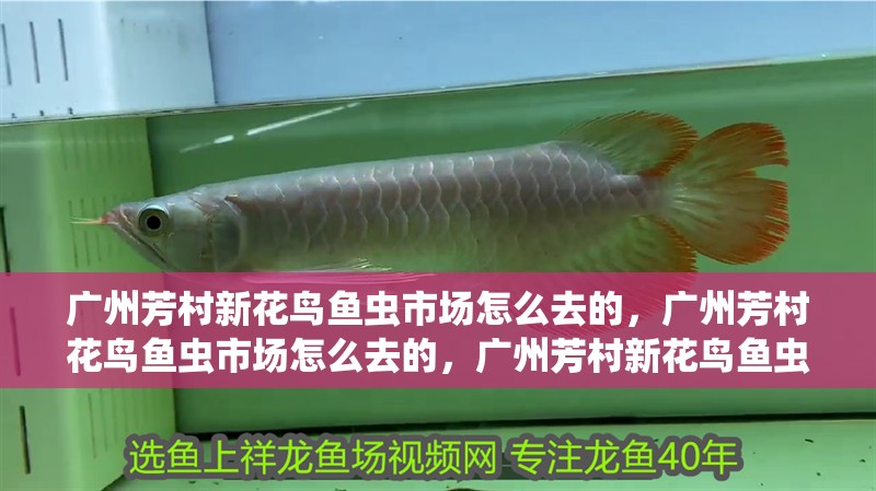 廣州芳村新花鳥魚蟲市場怎么去的，廣州芳村花鳥魚蟲市場怎么去的，廣州芳村新花鳥魚蟲市場怎么去