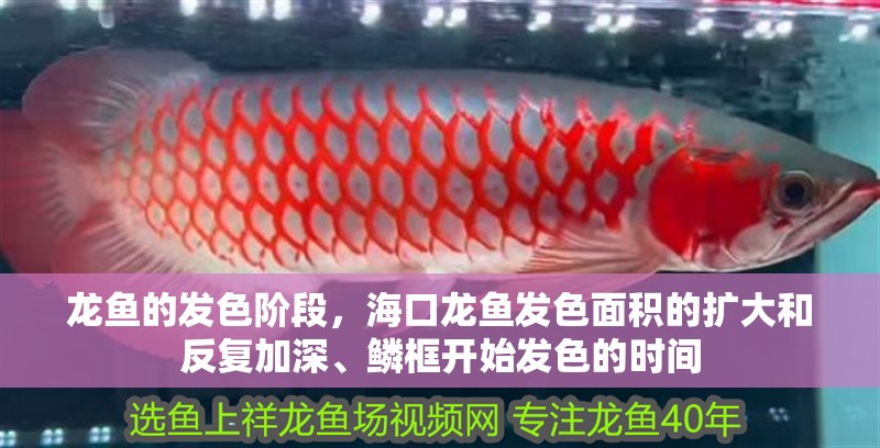 龍魚的發色階段，海口龍魚發色面積的擴大和反復加深、鱗框開始發色的時間